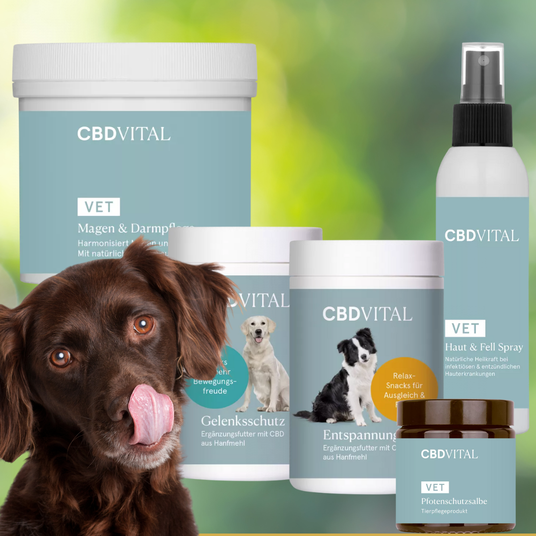 CBD-Shop: Unsere CBD Spezial Leckerlis sind keine herkömmlichen Leckerlis für Hunde, sondern eine einzigartige Kombination ausgewählter natürlicher Inhaltstoffe zur gezielten Unterstützung n Stresssituationen, der Beweglichkeit, bei Gelenkthemen, für Magen und Darm. Ohne Chemie und künstliche Zusätze.  - CBD und Hanf Shop UNSER KRAUT Seefeld Tirol