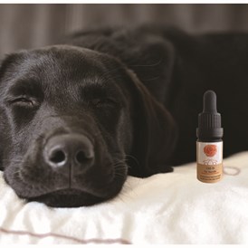 Hanf: Sariwa CBD Hanftropfen für Hunde 5% - CBD Hanftropfen Für Hunde