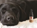 Hanf: Sariwa CBD Hanftropfen für Hunde 5% - CBD Hanftropfen Für Hunde