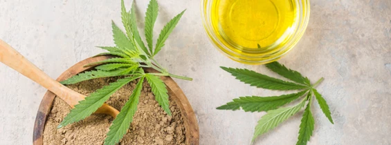 Cannabis-Messe: Symbolbild für die Hanfmesse ICBC Barcelona. Keine korrekte oder ähnlich Darstellung
- ICBC Barcelona