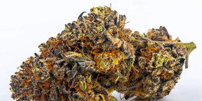 Magasins de chanvre - Waldviertel - Premium Purple - Green Heaven CBD GmbH