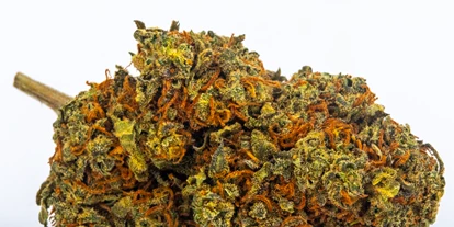 Magasins de chanvre - Waldviertel - Blueberry - Green Heaven CBD GmbH
