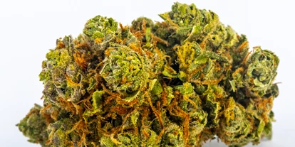 Magasins de chanvre - Waldviertel - Amnesia Haze - Green Heaven CBD GmbH