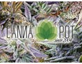 CBD-Shop: Intro Cannapot Seedshop - animated Logo - CBD Seeds, Strainspotter, Seedcracker and more - Cannapot Hanfsamen - Online Cannabis Samen Fachhandel