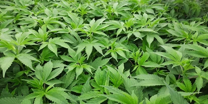 Hanf-Shops - PLZ 1080 (Österreich) - Mutterpflanzen bei LED it Grow.  - LED it Grow