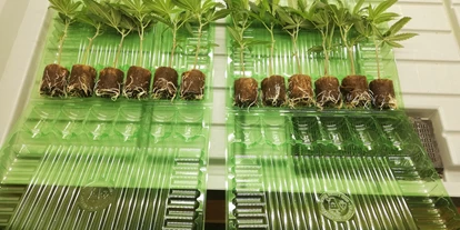 Hanf-Shops - PLZ 1080 (Österreich) - 4x4cm Keile in der Versand Box!  - LED it Grow