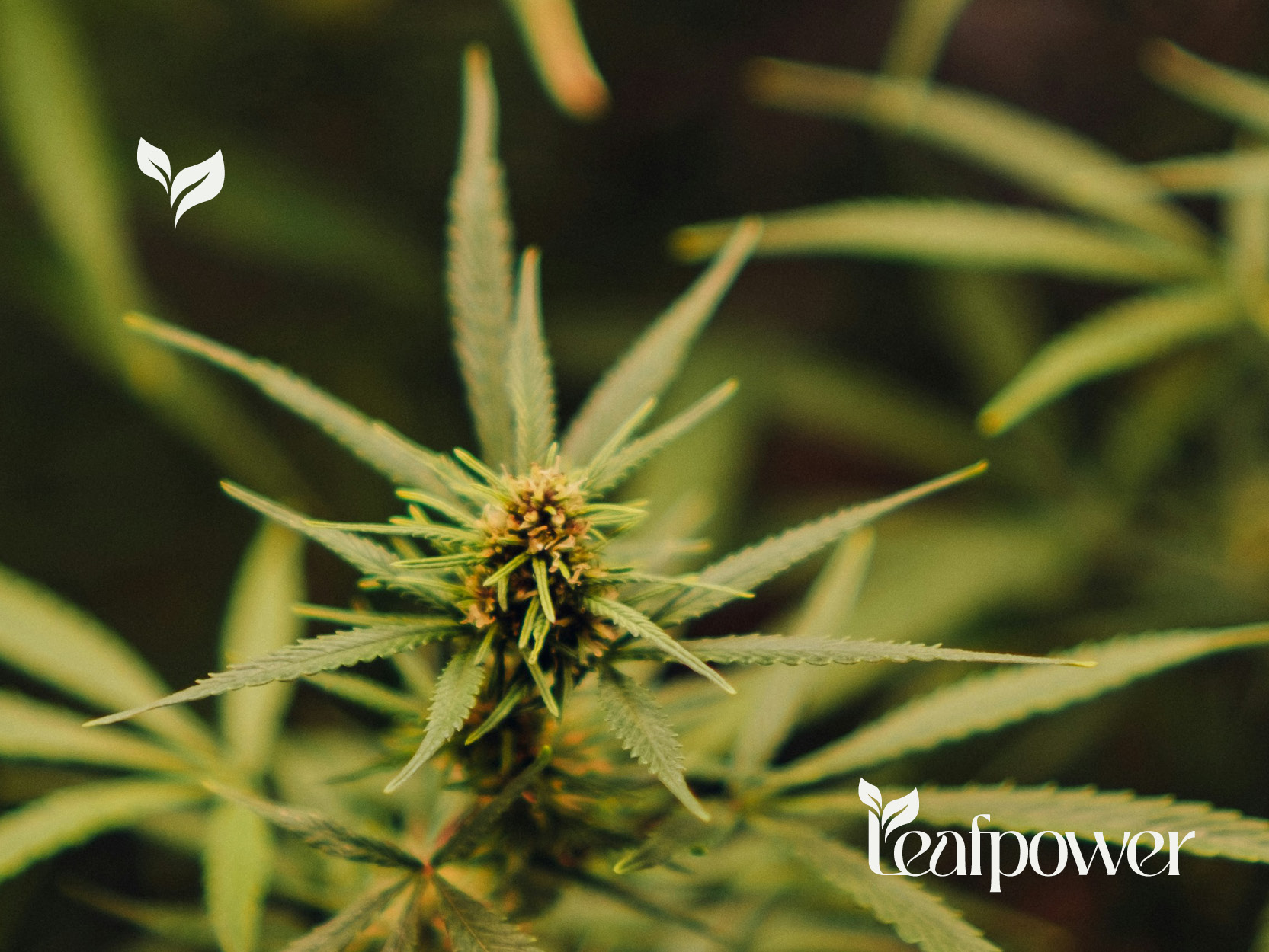 CBD-Shop: Die Natur ist unsere Grundlage. Bei Leafpower setzen wir auf die Kraft natürlicher Inhaltsstoffe und verantwortungsvolle Herstellung – für CBD-Produkte, denen du vertrauen kannst. - Leafpower