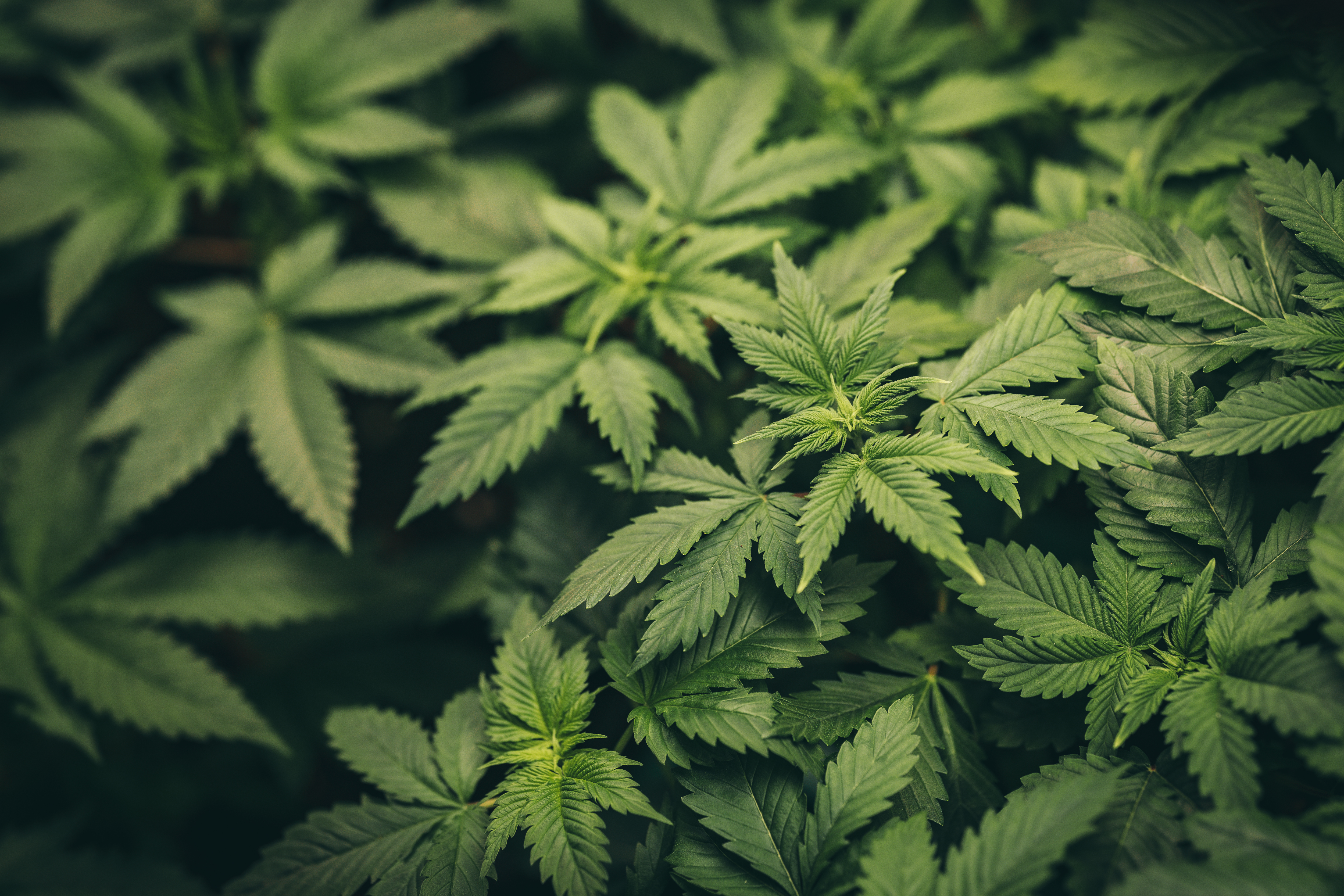 Hanf-Shops - Head-Shop - Mostviertel - PROFESSOR HANF