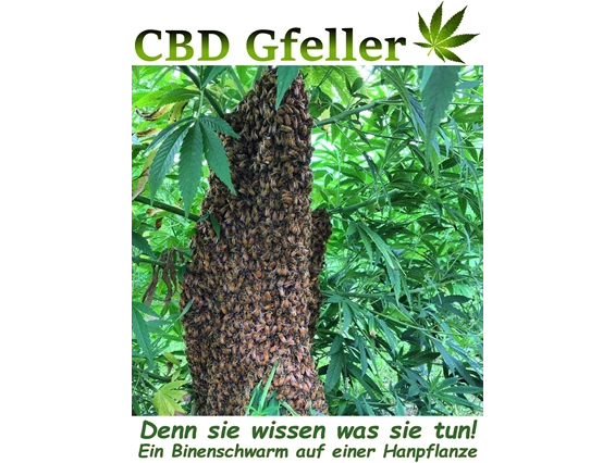 CBD-Shop: CBD Gfeller