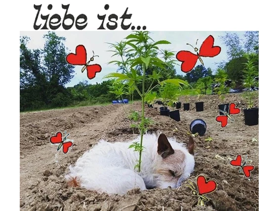 CBD-Shop: CBD Gfeller