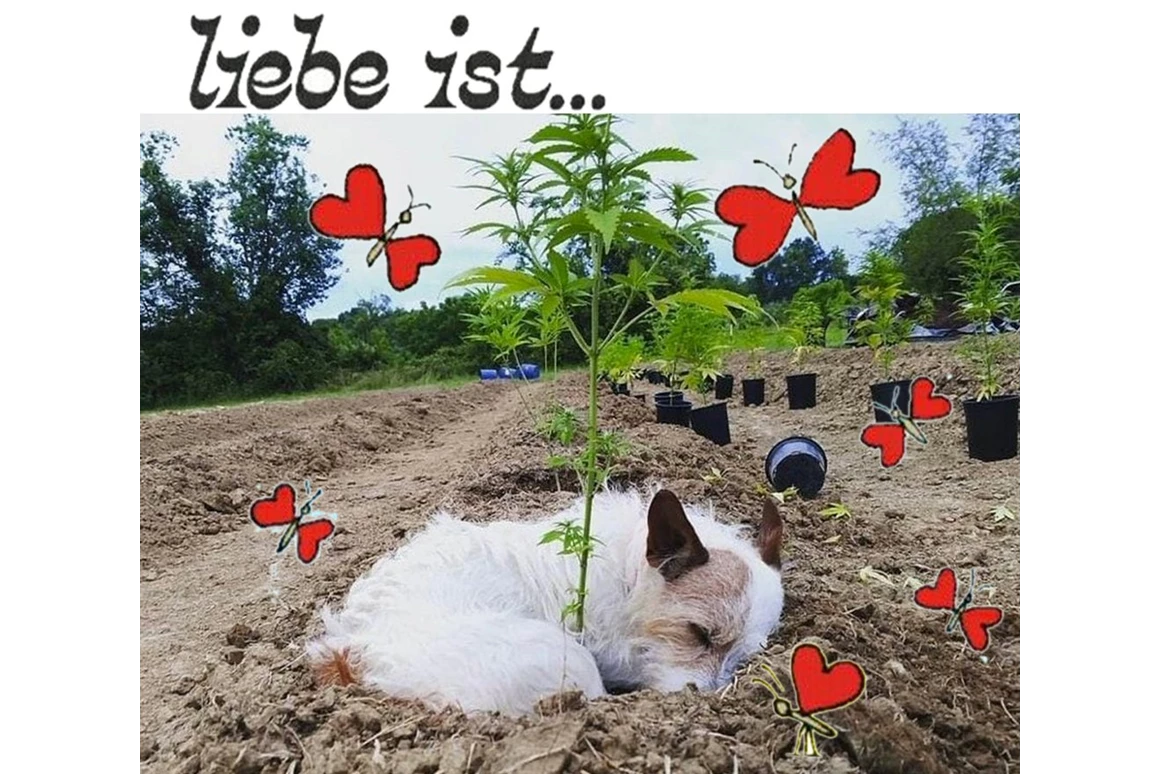 CBD-Shop: CBD Gfeller