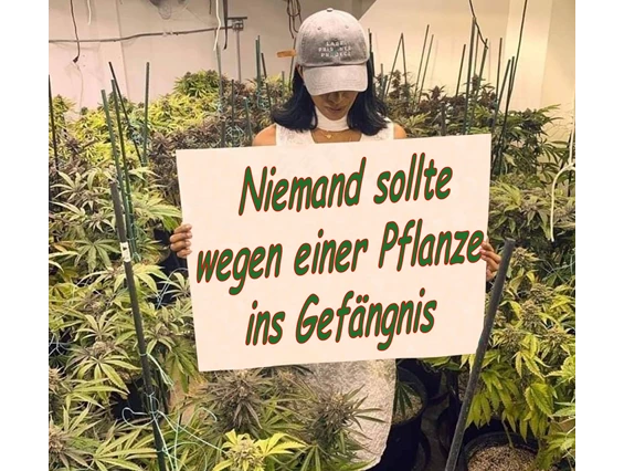 CBD-Shop: CBD Gfeller