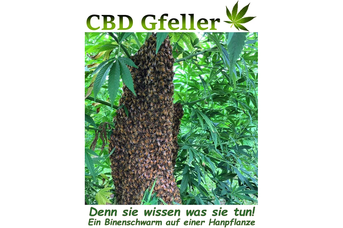 CBD-Shop: CBD Gfeller