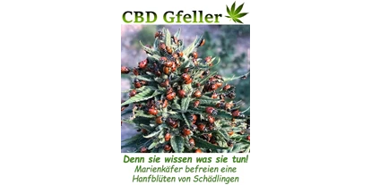 Negozi di canapa - Berna - CBD Gfeller