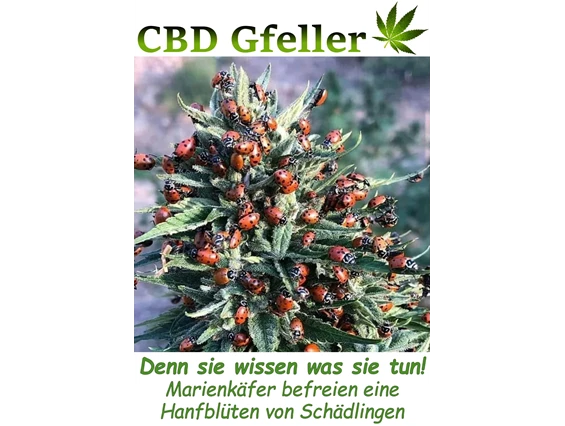 CBD-Shop: CBD Gfeller