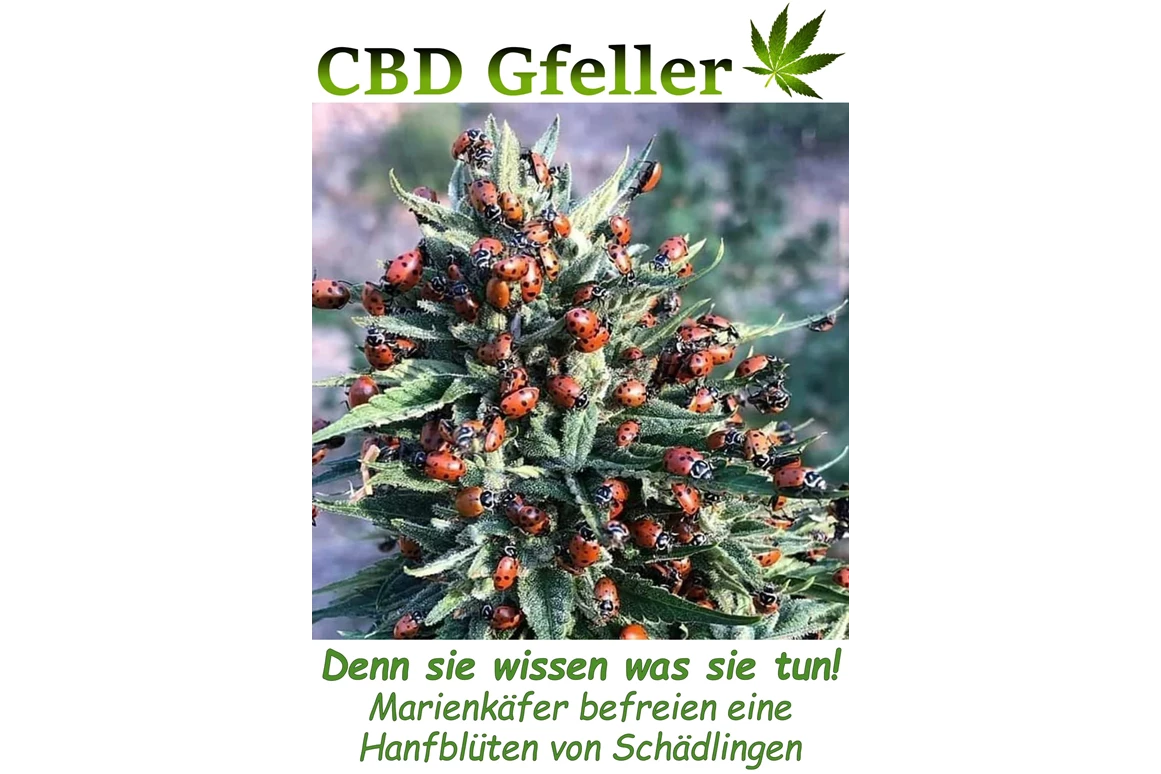 CBD-Shop: CBD Gfeller