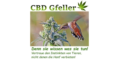 Negozi di canapa - Berna - CBD Gfeller
