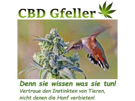 CBD-Shop: CBD Gfeller