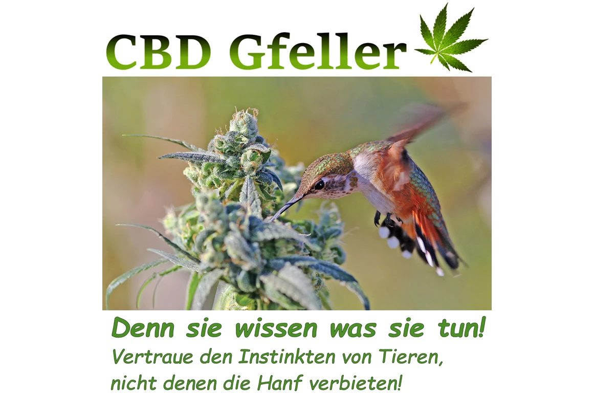 CBD-Shop: CBD Gfeller