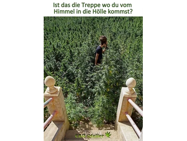 CBD-Shop: CBD Gfeller