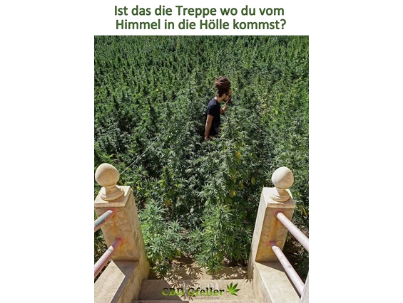 CBD-Shop: CBD Gfeller