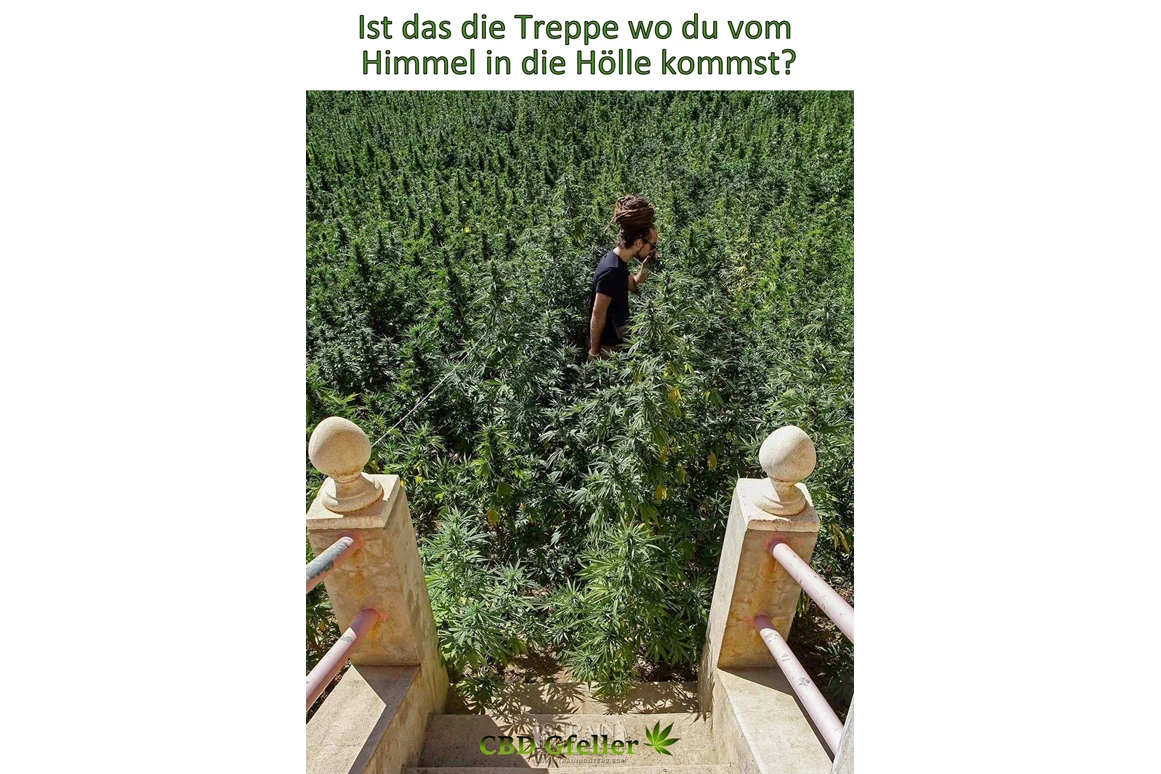 CBD-Shop: CBD Gfeller