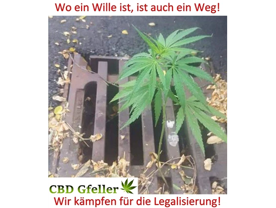 CBD-Shop: CBD Gfeller