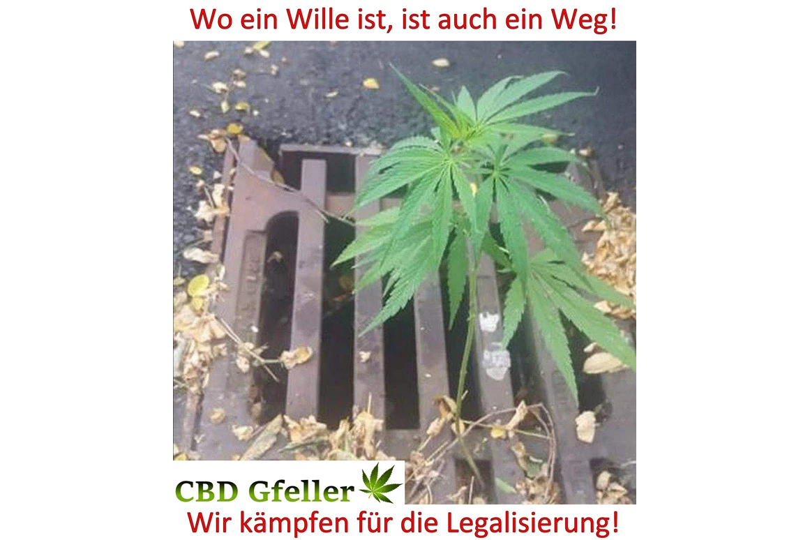 CBD-Shop: CBD Gfeller