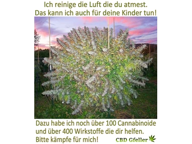 CBD-Shop: CBD Gfeller