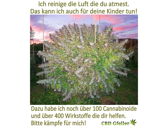 CBD-Shop: CBD Gfeller