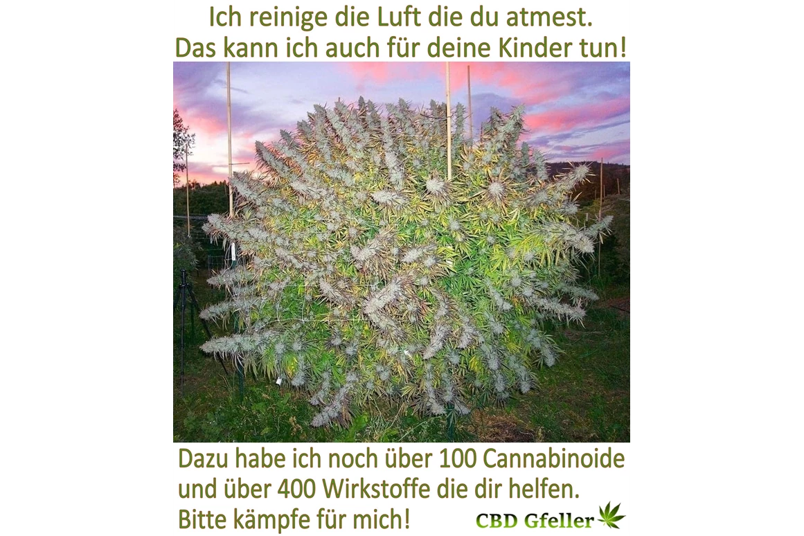 CBD-Shop: CBD Gfeller
