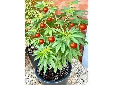 CBD-Shop: CBD Gfeller