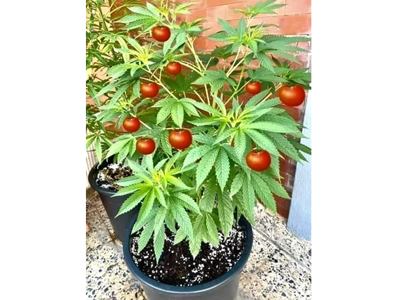 CBD-Shop: CBD Gfeller