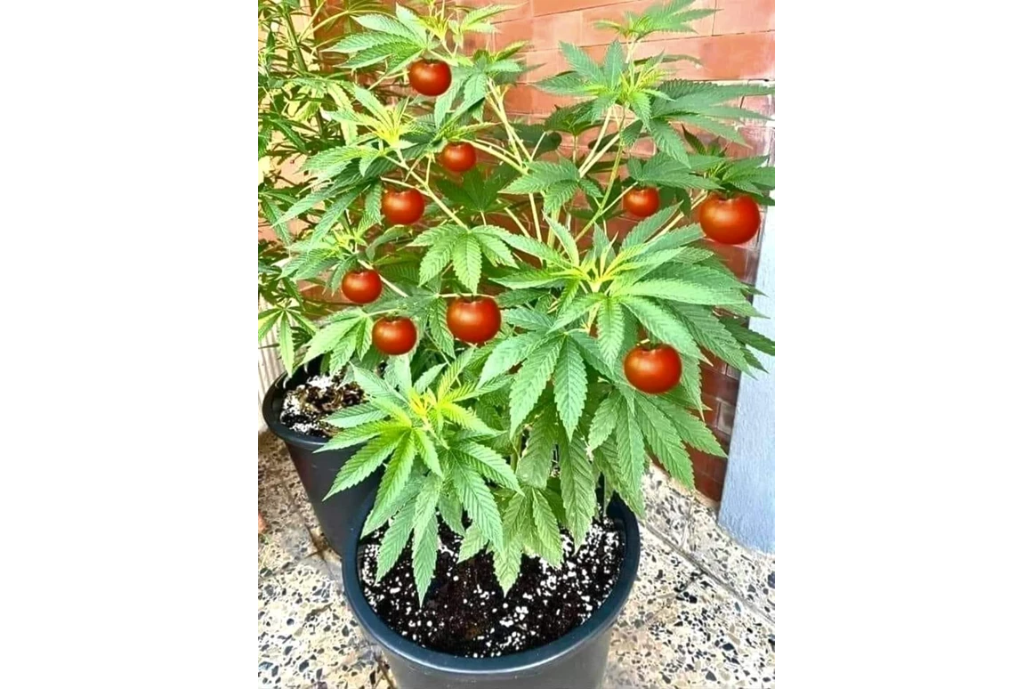 CBD-Shop: CBD Gfeller