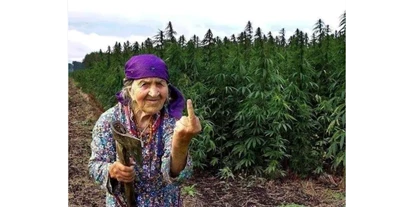 Negozi di canapa - Berna - CBD Gfeller