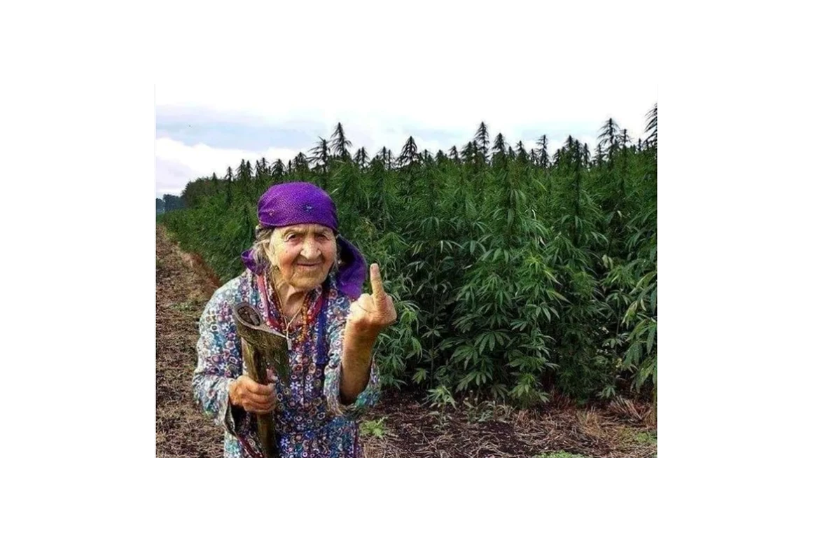 CBD-Shop: CBD Gfeller