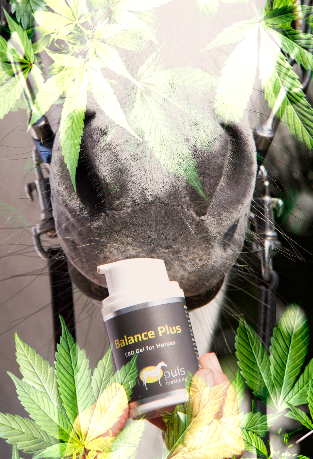 Magasins de chanvre - L'Autriche - Hocheffiziente äußerliche Anwendung
Oral verabreichte CBD-Öle fördern ebenso das allgemeine Wohlbefinden, wirken aber durch die Verteilung im gesamten Körper nur bedingt an den betroffenen Gelenken, Sehnen und Muskeln. Eine Überdosierung kann leicht zu einer Übermüdung Ihres Pferdes führen. 
Bei der äußerlicher Anwendung dringt Balance Plus CBD-Gel im Vergleich zu Ölen deutlich  schneller und nachhaltiger in das Gewebe ein und reagiert direkt an der betroffenen Stelle effizient mit den lokalen Rezeptoren des Endocannabinoid-Systems. Ein weiterer Vorteil: Bei der äußerlichen Anwendung ist schon nach 2 Tagen kein Cannabidiol mehr im Körper nachweisbar. 
 - ImPuls Methode Balance Plus CBD Gel für Pferde - CBD Horses