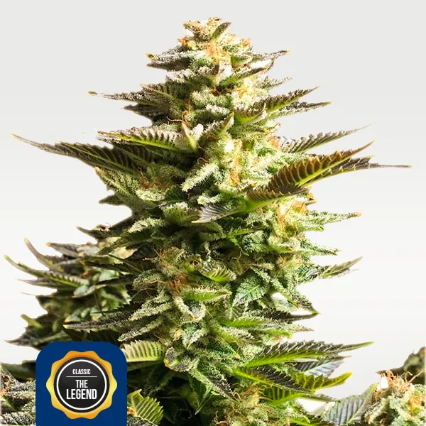 CBD-Shop: Amnesia Haze 22% THC feminisiert
ACIDO.shop - ACIDO.shop - Explore your senses!