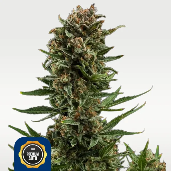 CBD-Shop: White Widow 14% THC Autoflowering bei ACIDO.shop

 - ACIDO.shop - Explore your senses!