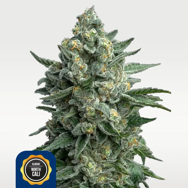 CBD-Shop: OG Kush 19% THC feminisiert bei ACIDO.shop
 - ACIDO.shop - Explore your senses!